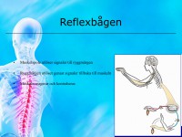 /album/reflexbagen/a6-nervsystemet-008-jpeg1/